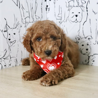 Otis - Available Now