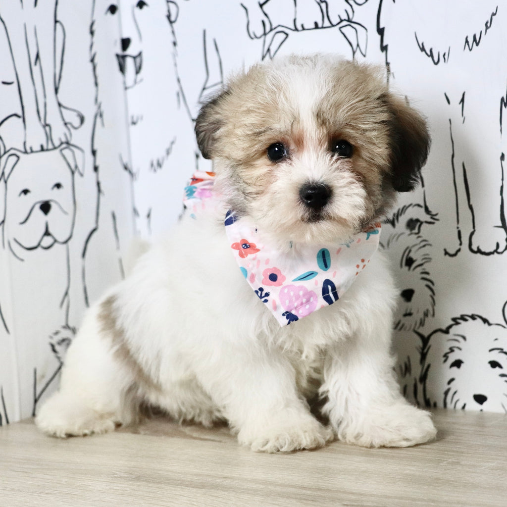 Akira - Available Now