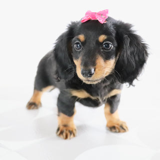Bailey - Available Now