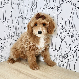 Trudy - Available Now