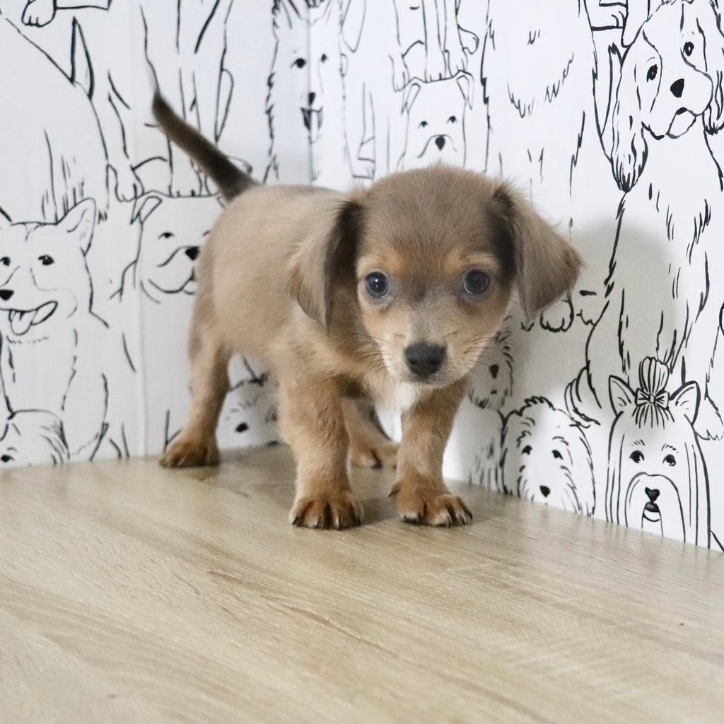 Oscar - Available Now