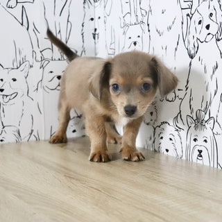 Oscar - Available Now