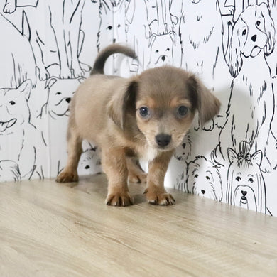 Oscar - Available Now