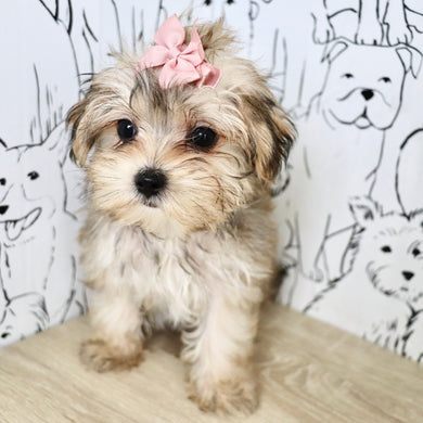 Amora - Available Now