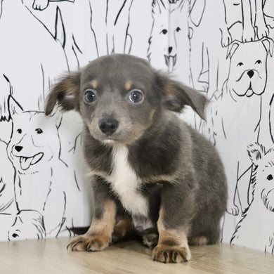 Ollie - Available Now