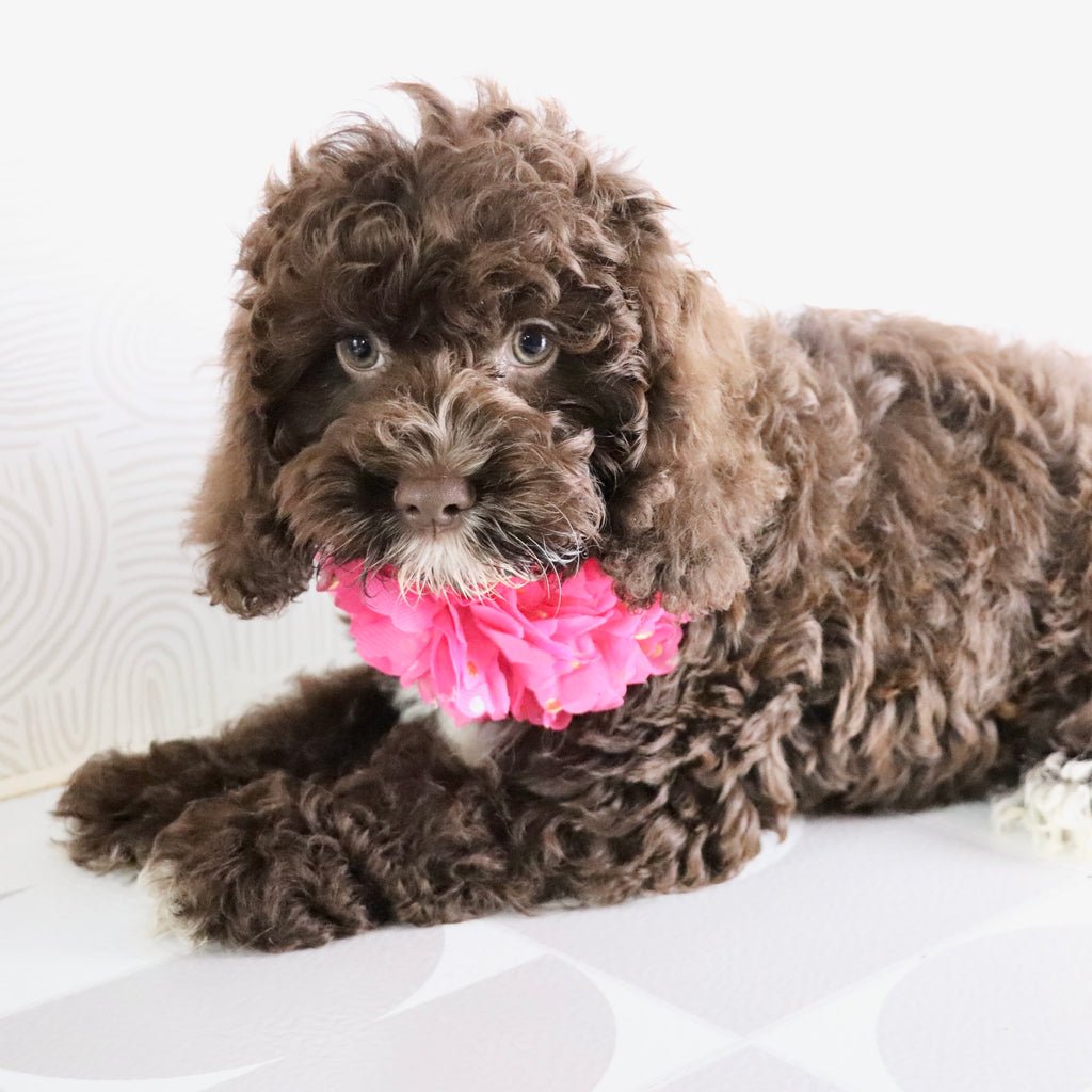 Sunny - Available Now