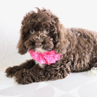 Sunny - Available Now