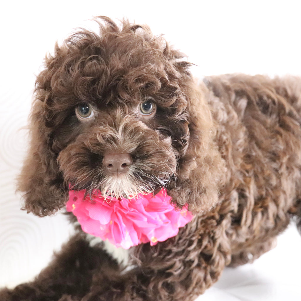 Sunny - Available Now