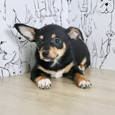 Olive - Available Now