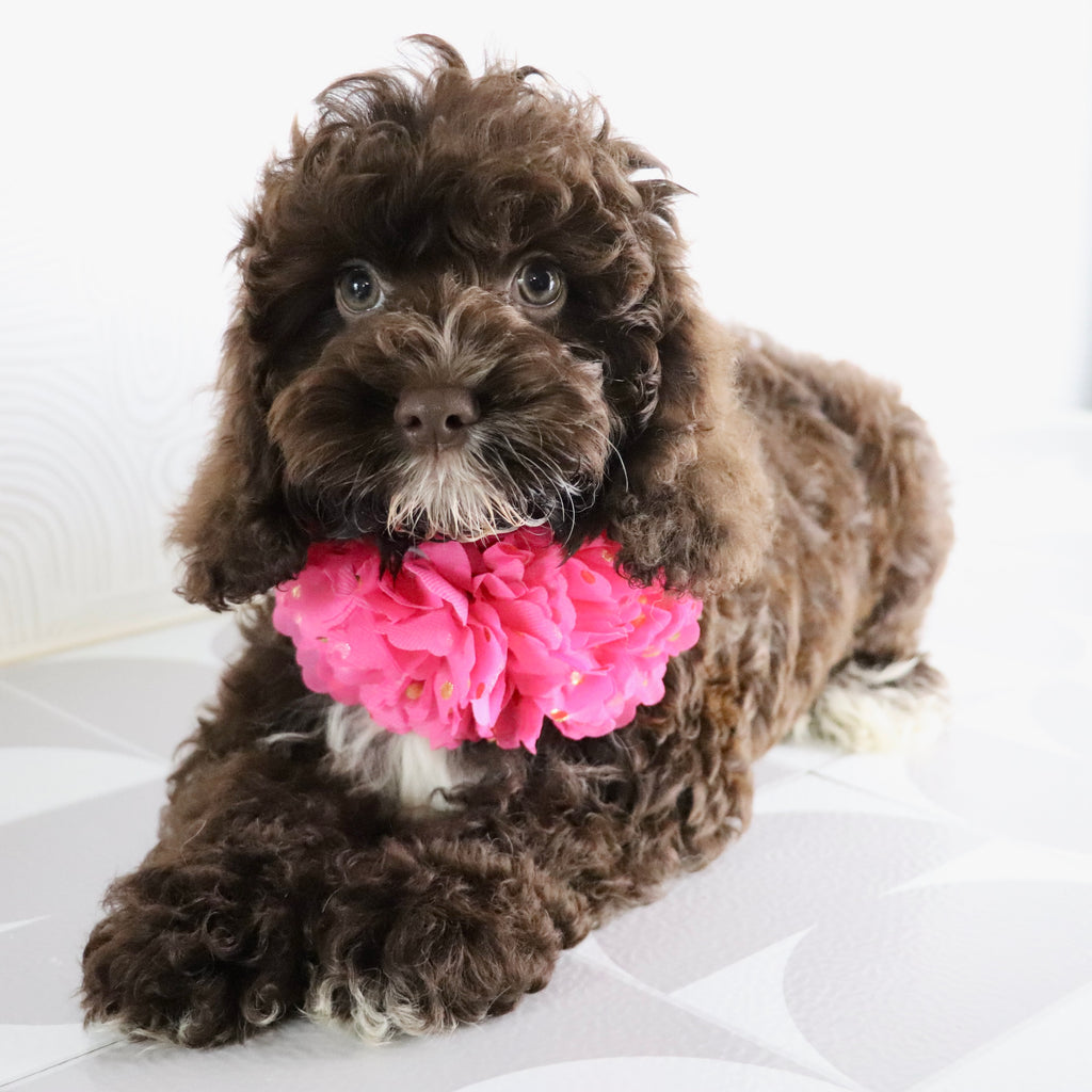Sunny - Available Now