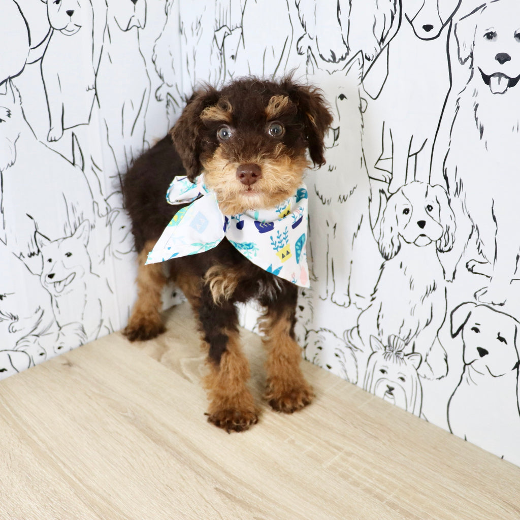 Roman - Available Now