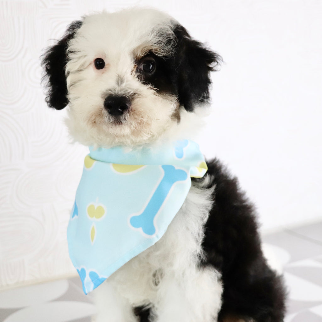 Rocky - Available Now