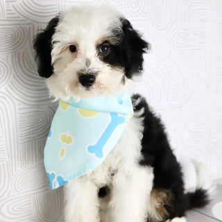 Rocky - Available Now