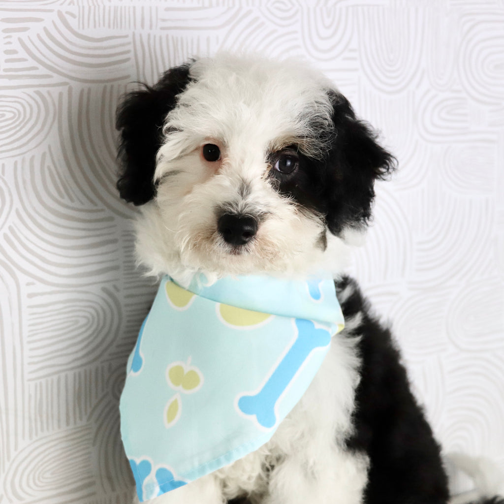 Rocky - Available Now