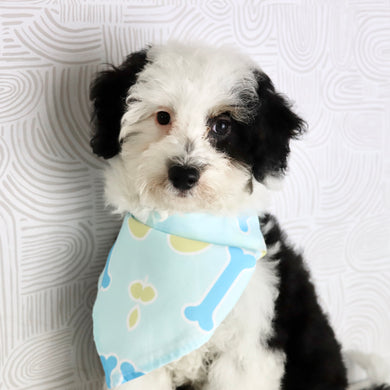 Rocky - Available Now