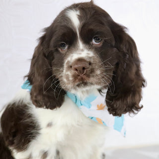 puppies for sale in hope mills