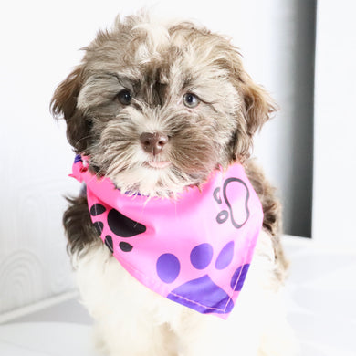 Amelia - Available Now