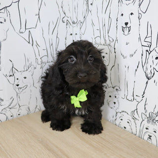 Casey - Available Now