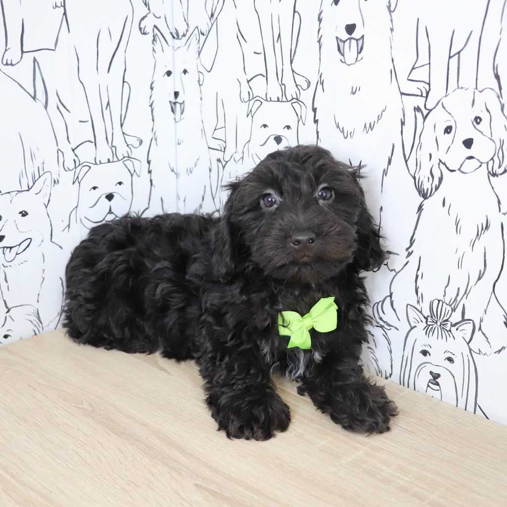 Casey - Available Now