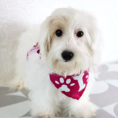 Basil - Available Now