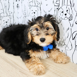 Chester - Available Now