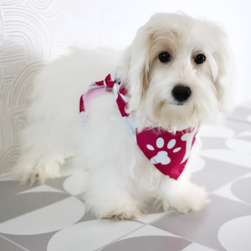 Basil - Available Now