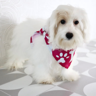 Basil - Available Now
