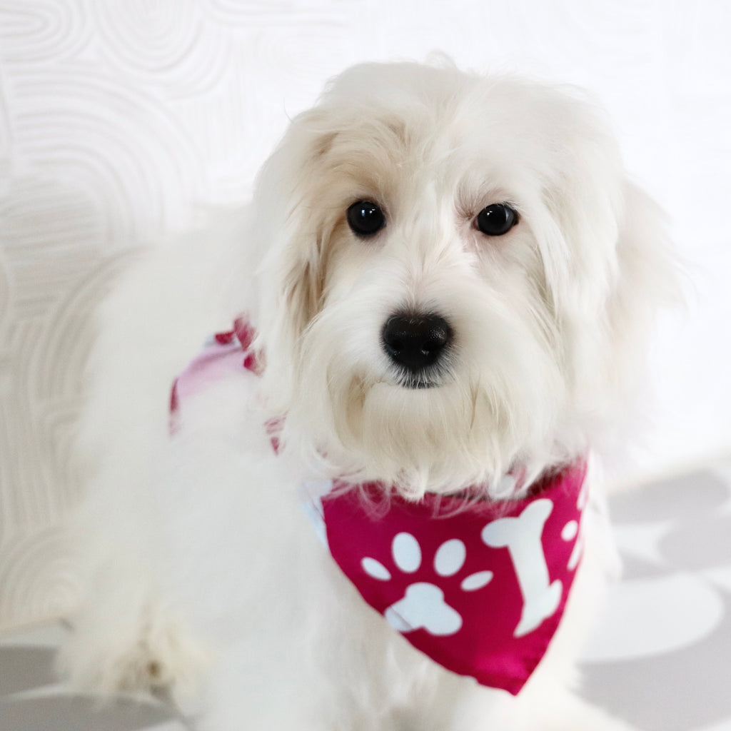 Basil - Available Now