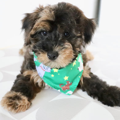 Mackie - Available Now