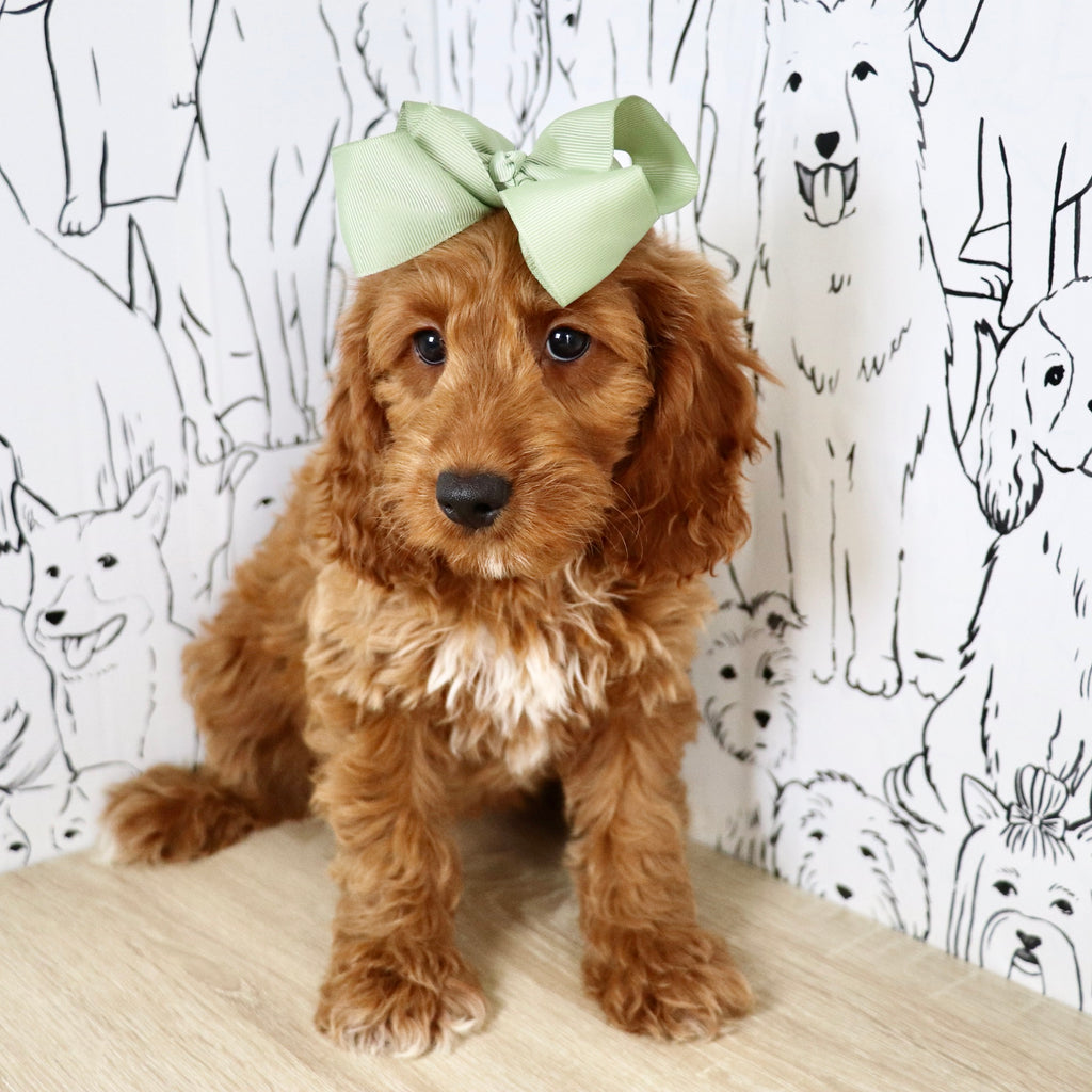 Nancy - Available Now