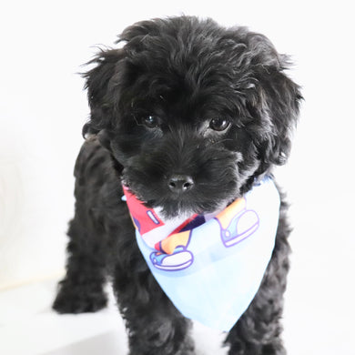 Bruiser - Available Now