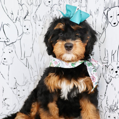 Nori - Available Now