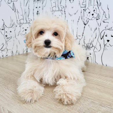 Link - Available Now