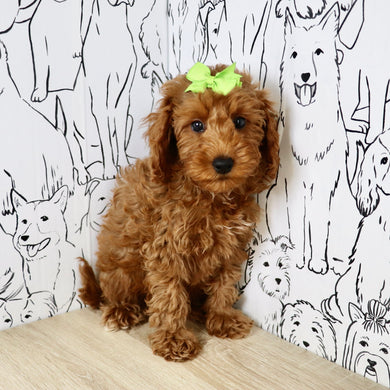 Nicky - Available Now
