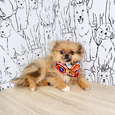 Parker - Available Now