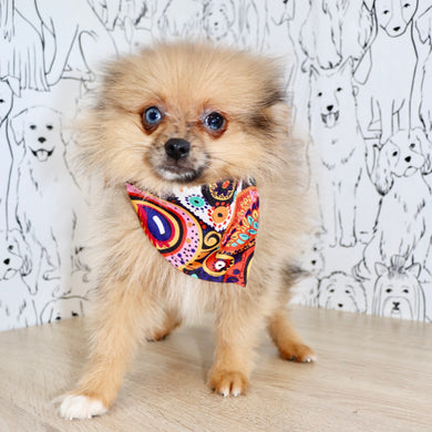 Parker - Available Now