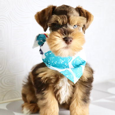 Scout - Available now