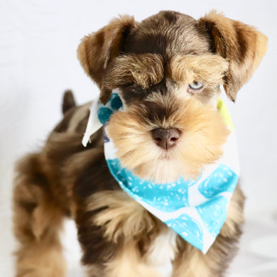 Scout - Available now