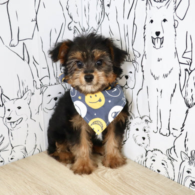 Bobby - Available Now