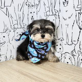 Claude - Available Now