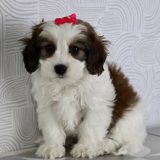 puppies for sale in chapel hill