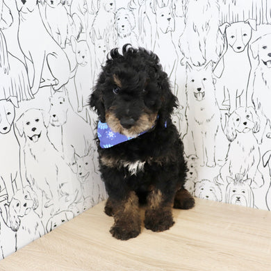 Finnegan - Available Now