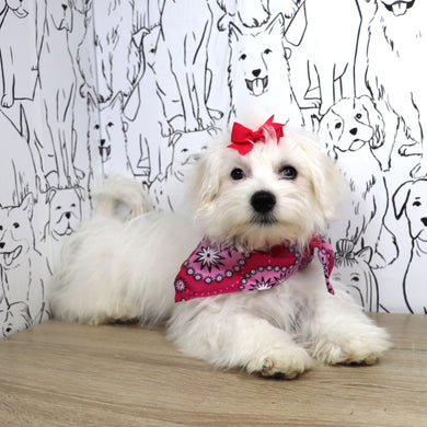 Rachel - Available Now