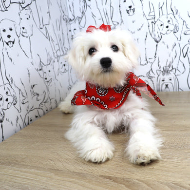 Reese - Available Now