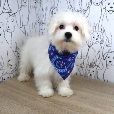 Rowan - Available Now