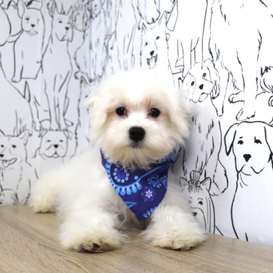 Rowan - Available Now