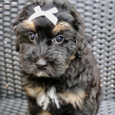 cuanto cuesta un bernedoodle miniatura