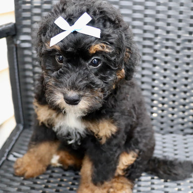 cuanto cuesta un bernedoodle miniatura