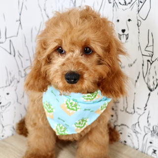 Dominic - Available Now