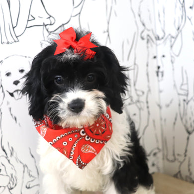 Vienna - Available Now